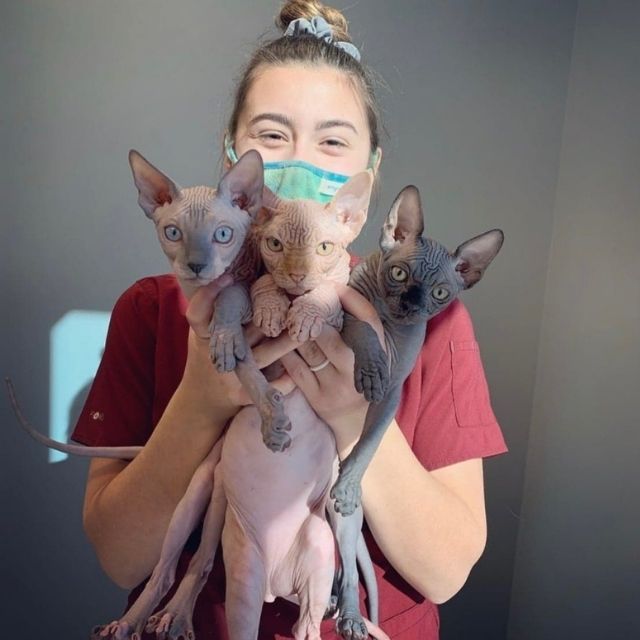 three cats